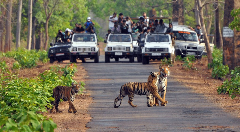 Safari Adventure